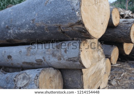 Piles of teak wood in the grassland in the forest