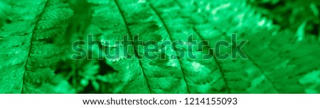 Green colored fern plant
