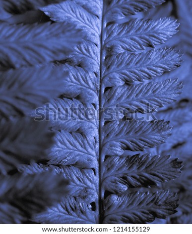 Fern of sadness in blue color