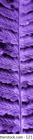 Purple colored fern plant