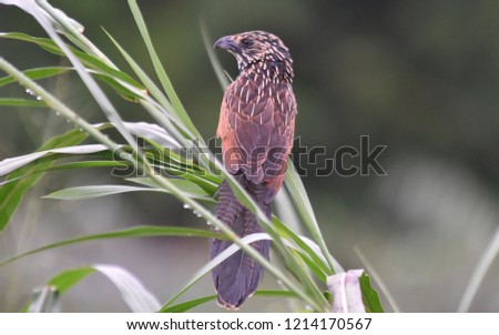 Bird Lesser Coucal (Centropus bengalensis) is a species of cuckoo in the family Cuculidae.