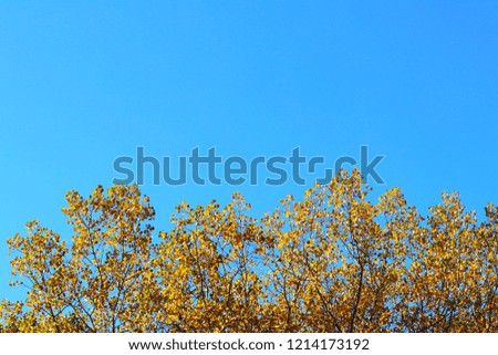 Autumn greeting card with blue background and yellow autumn branches. Copispeses for the inscription. Vibrant fall yellow golden tree foliage on bright blue sky background. 