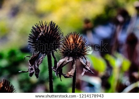 Close up of black bur seed pods of purple cone flowers on the plant on a fall day in Toronto Ontraio.