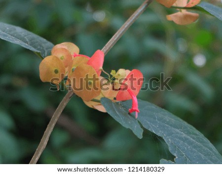 Beautiful wild orange flowers on a natural background.