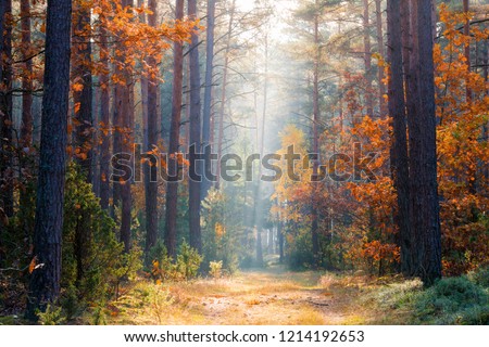 Fall nature. Fall forest. Forest with sunlight. Autumn tranquil background. Autumn scene. Royalty-Free Stock Photo #1214192653