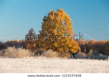 Autumn background. Fall weather. Frost on grass. Oak tree on frosty meadow illuminated by rising sun.
