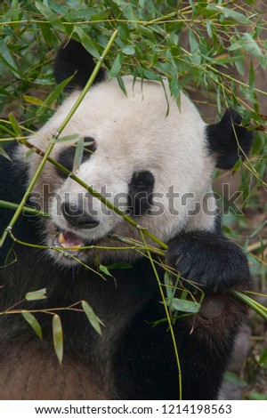 Panda hardly biting his bamboo stick