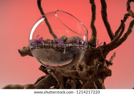 Atmospheric and unusual composition on a gradient color background. From the leaves of orchids, glass vases, water, aquatic soil and wooden branches.