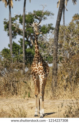 Giraffe in Ruaha National Park, Tanzania 