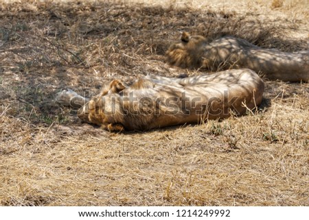 Lion in Ruaha National Park, Tanzania 