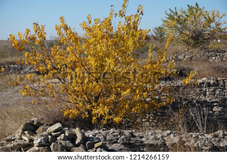 Yellow tree between stones
