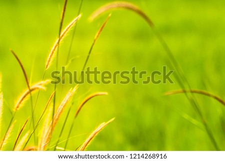 Blurred pictures of grass flowers with morning sunlight.