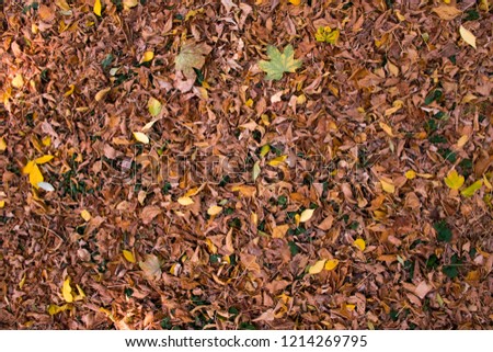 Autumn leaves background soft focus