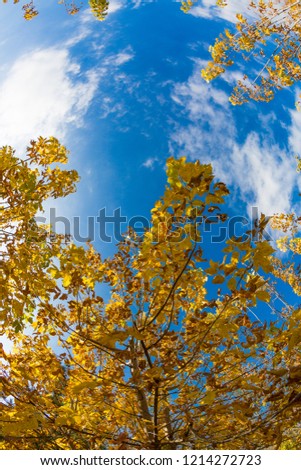 The autumn trees and blue sky