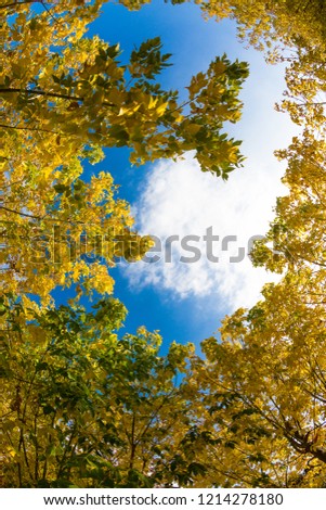 The autumn trees and blue sky
