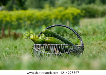 fresh cucumbers in metal basket in green meadow. cukini healthy food for vegans