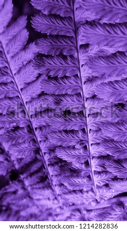 Purple colored fern plant