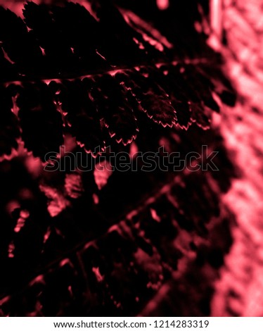 Red leaves of fern in the night