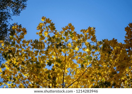 abstract background pattern of yellow autumn tree leaves. warm colors