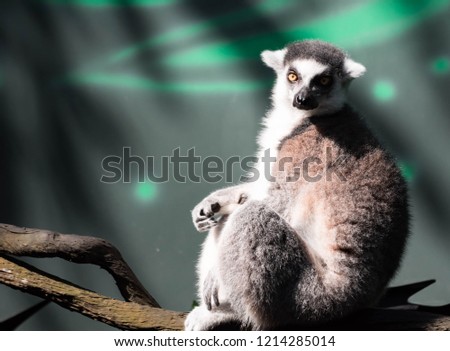 A ring tailed Lemur catta while sitting on a tree branch observing. A colored wildlife photo with green nature background