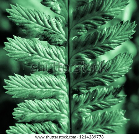Abstract fern view