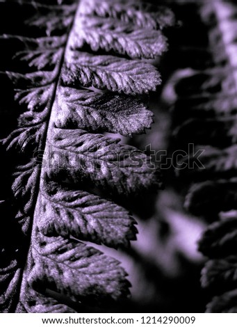 Melchior fern abstract view
