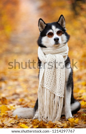 Siberian Husky by John Lennon. Reincarnation of John Lennon. Siberian Husky in the fall sits in sunglasses and a scarf in yellow leaves.