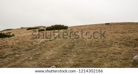 Zamostska hola hill covered by mountain meadow with few pinus mugo shrubs above Magurka village in Nizke Tatry mountains during autumn cloudy day