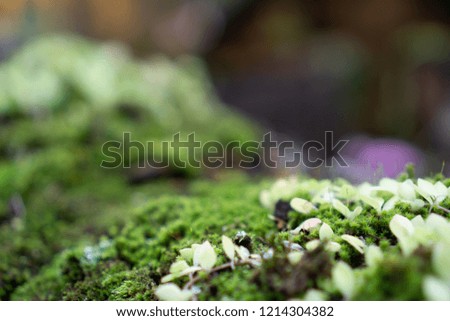 Close up of beautiful small green plants