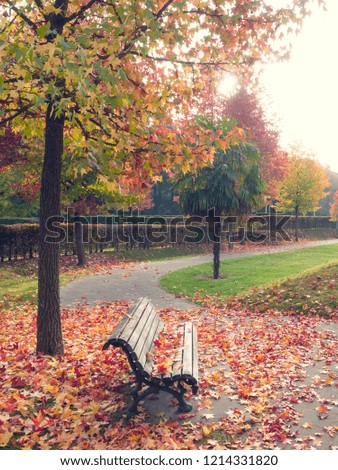 Red and yellow leaves falling on a bench in a cemetery park in Antwerp Belgium during fall.