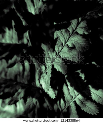 Abstract view of the dark fern plant