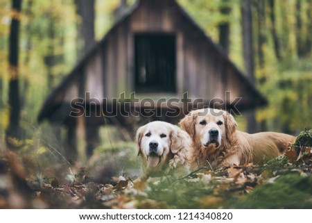Two purebred golden retriever in autumn forest. Couple of old dogs lying in dry leaves.