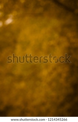 Blurred nature background look from treetops forest most yellow.