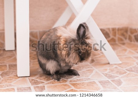 Bunny in the room