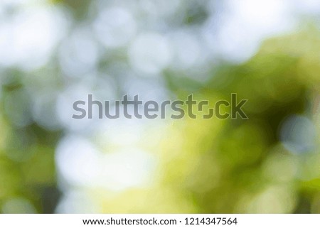 Photo of bokeh lights on black background. Abstract effect for texture on tree.