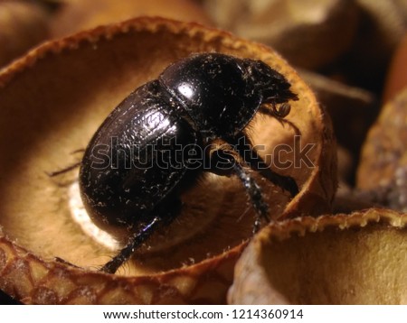 Beetle on the stomach, macro photo
Anoplotrupes stercorosus Royalty-Free Stock Photo #1214360914
