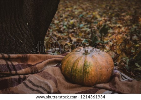 Pumpkin on a plaid near a tree in a park with autumn leaves.