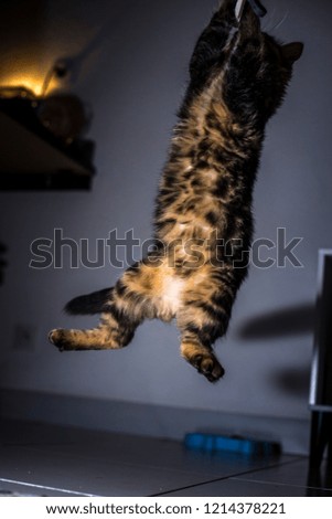 cat in action