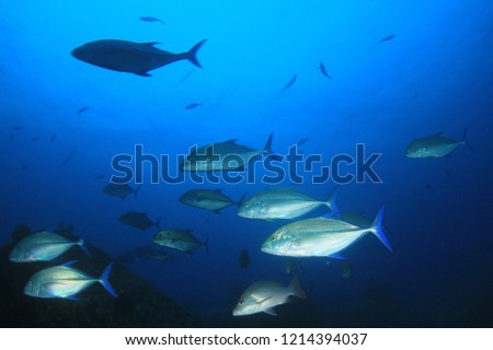 School of trevally (jack) fish   