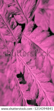 Beautiful view of fern plant in pink color