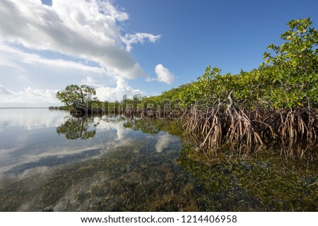 Bright white clouds reflected off an exceptionally calm South Biscayne Bay off the mangrove coast of Card Sound, Florida just west of Key Largo. Royalty-Free Stock Photo #1214406958