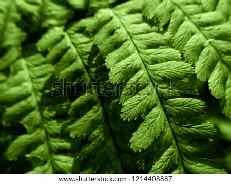 Fern plant texture abstract view