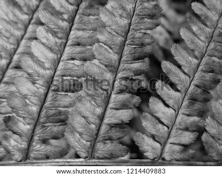 Natural fern texture in black and white
