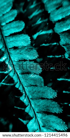 Aqua leaves of fern in the night
