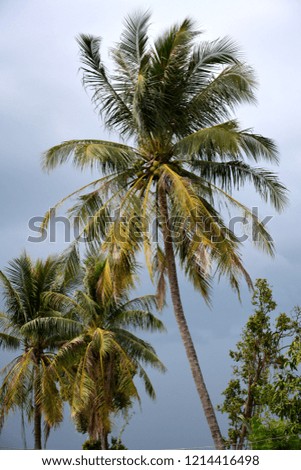 Coconut and sky
