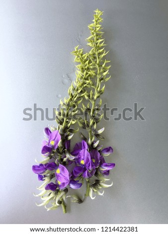 Beautiful grass flower on silver plate background