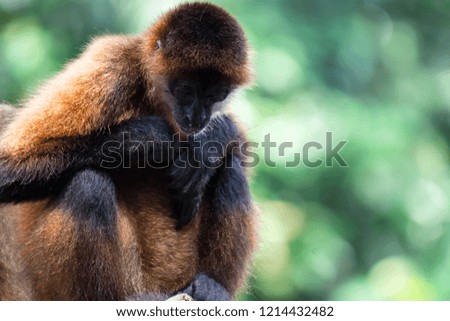Spider monkey Ateles Primate while observing and sitting on a tree. A colorful wildlife photo with green background