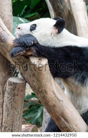 A very lazy and sleepy giant panda bear finds him self sitting and sleeping on a wooden chair. Very bored and sleepy giant panda bear in a zoo somewhere in asia