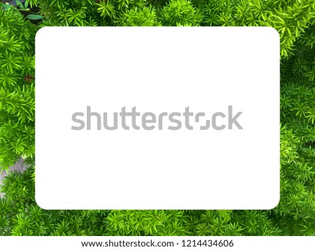 Evergreen frame on blank background.