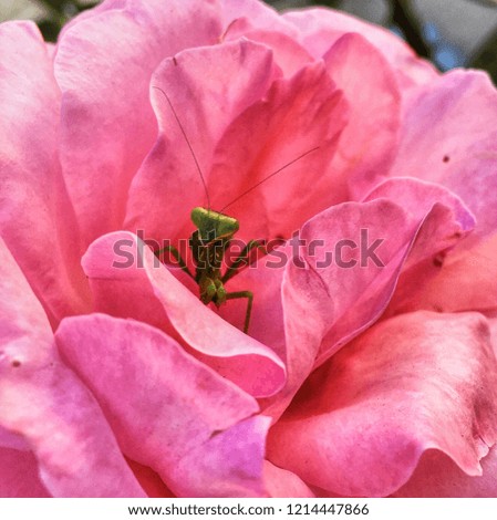 Mantis inside a pink flower.